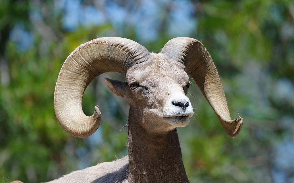 Big Horn Sheep (LAZooAug13)