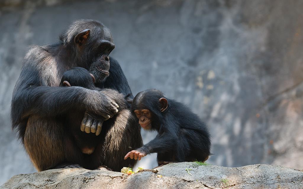 Chimpanzee (LAZooAug13)-13