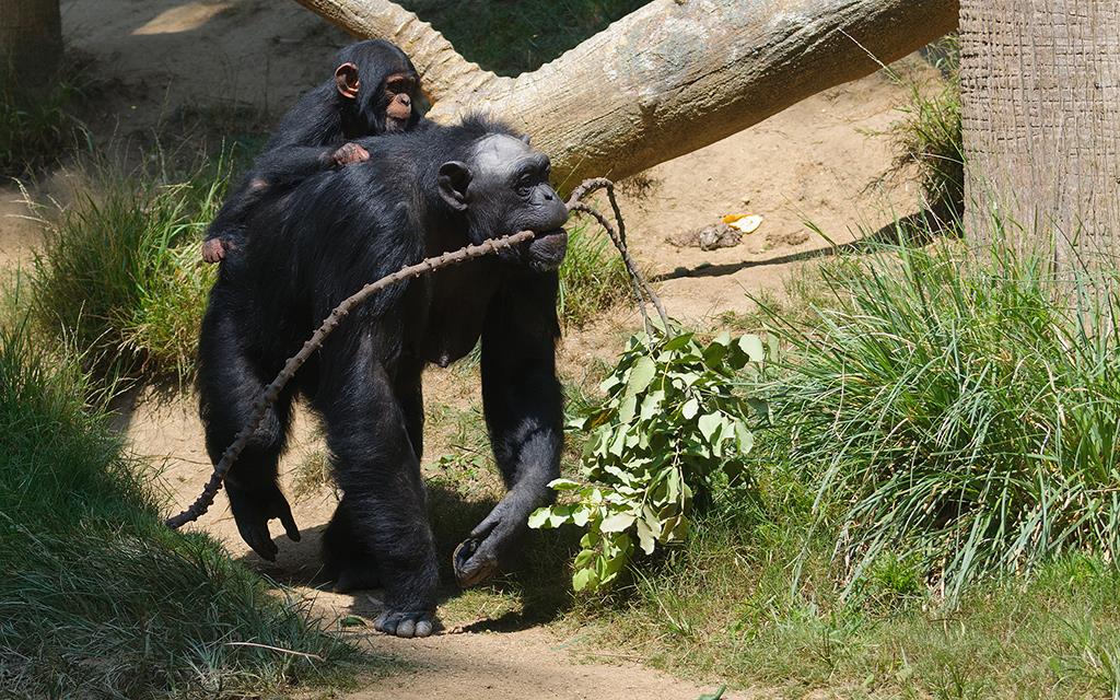 Chimpanzee (LAZooAug13)-15