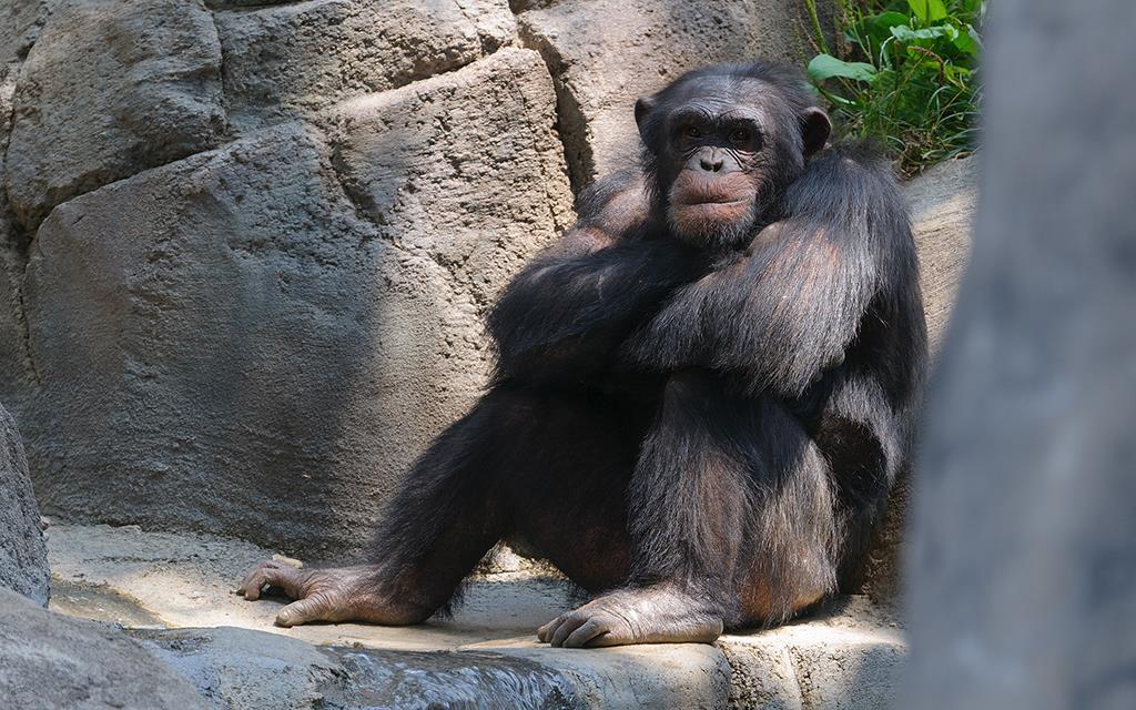 Chimpanzee (LAZooAug13)-21