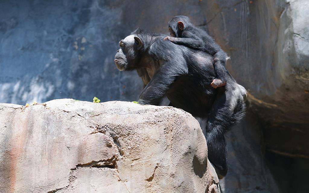 Chimpanzee (LAZooAug13)-27