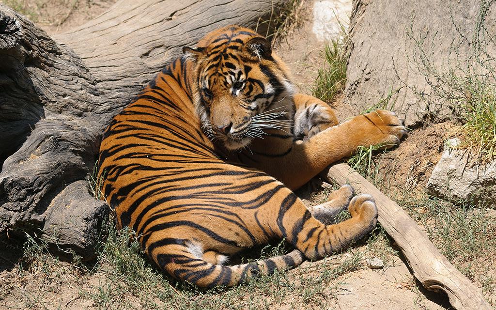 Sumatran Tiger (LAZooAug13)-01