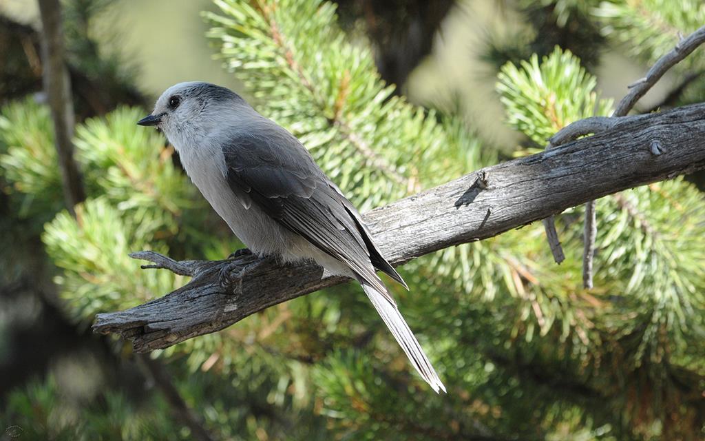 Gray-Jay-01