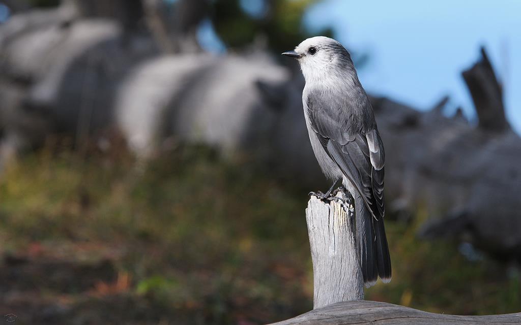 Gray-Jay-02