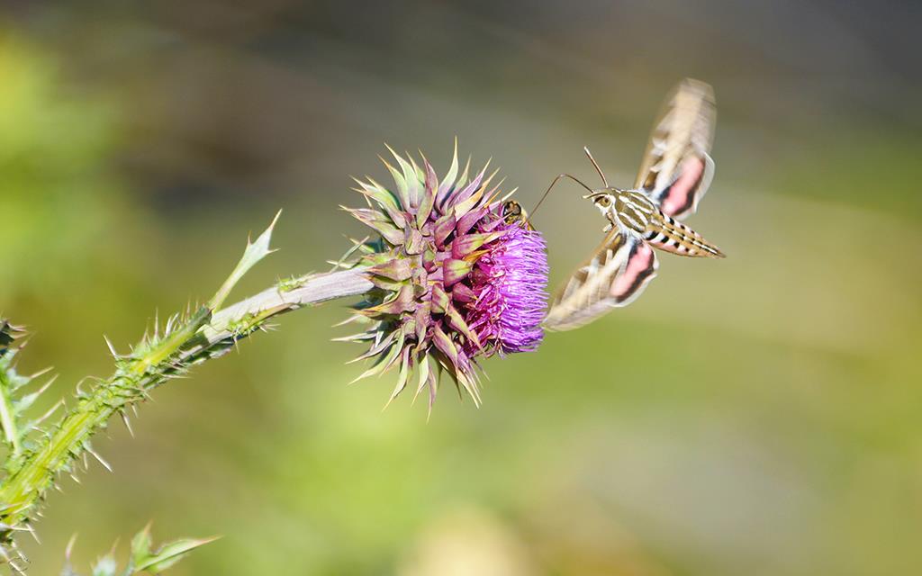 Hummingbird-Moth-02