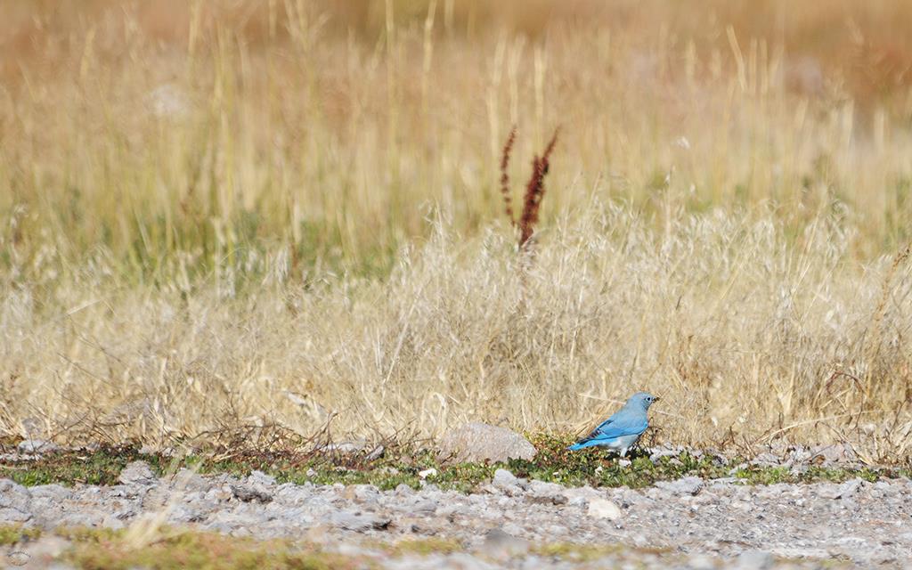 Mountain-Bluebird-01