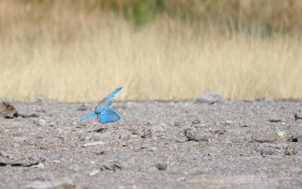 Mountain-Bluebird-02