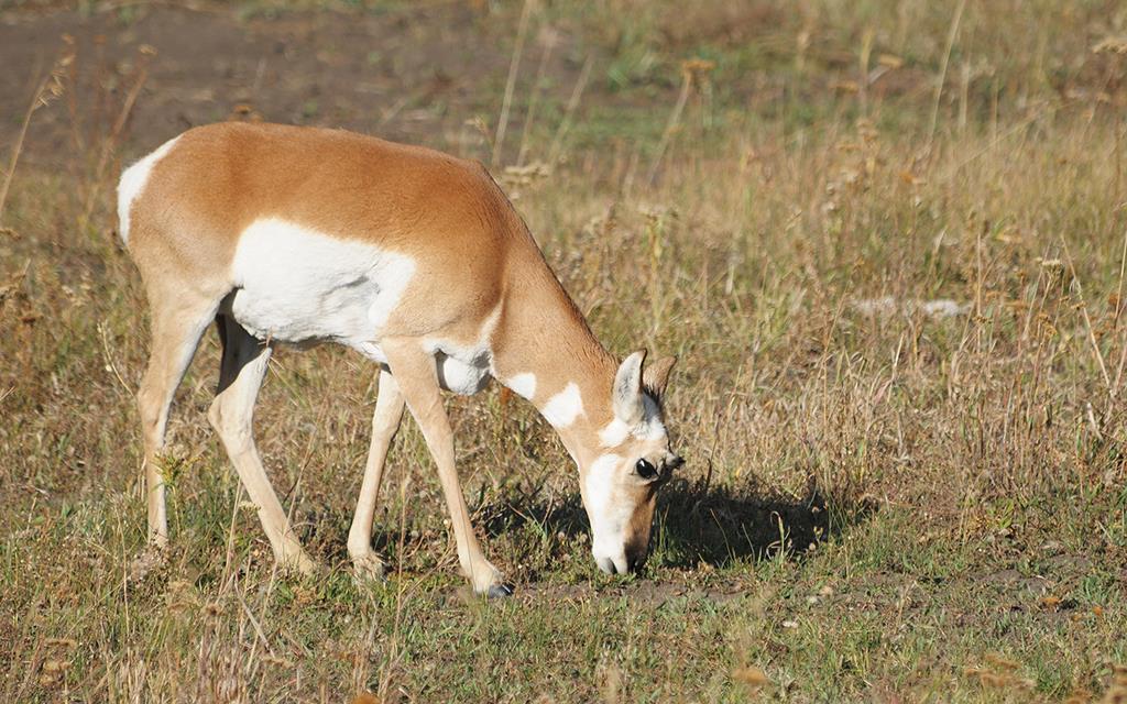 Pronghorn-02