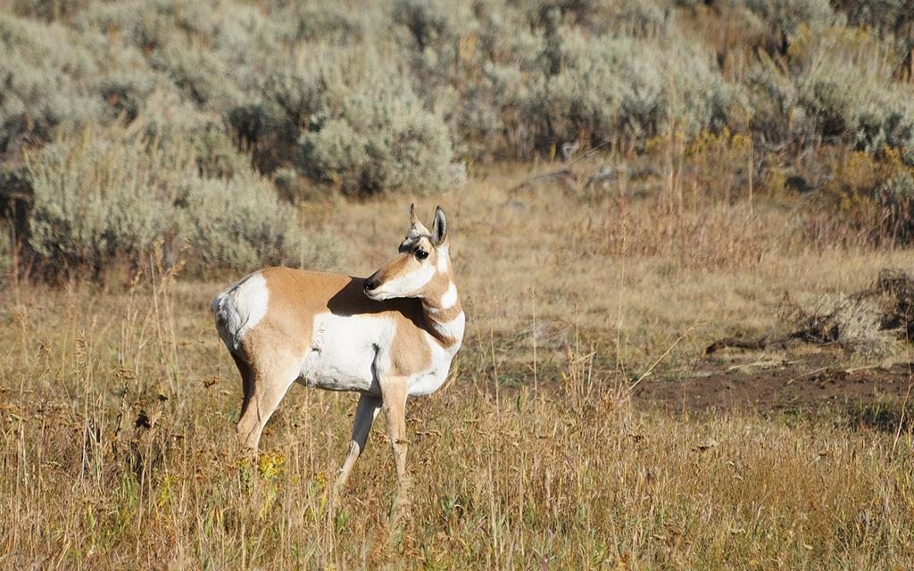 Pronghorn-03