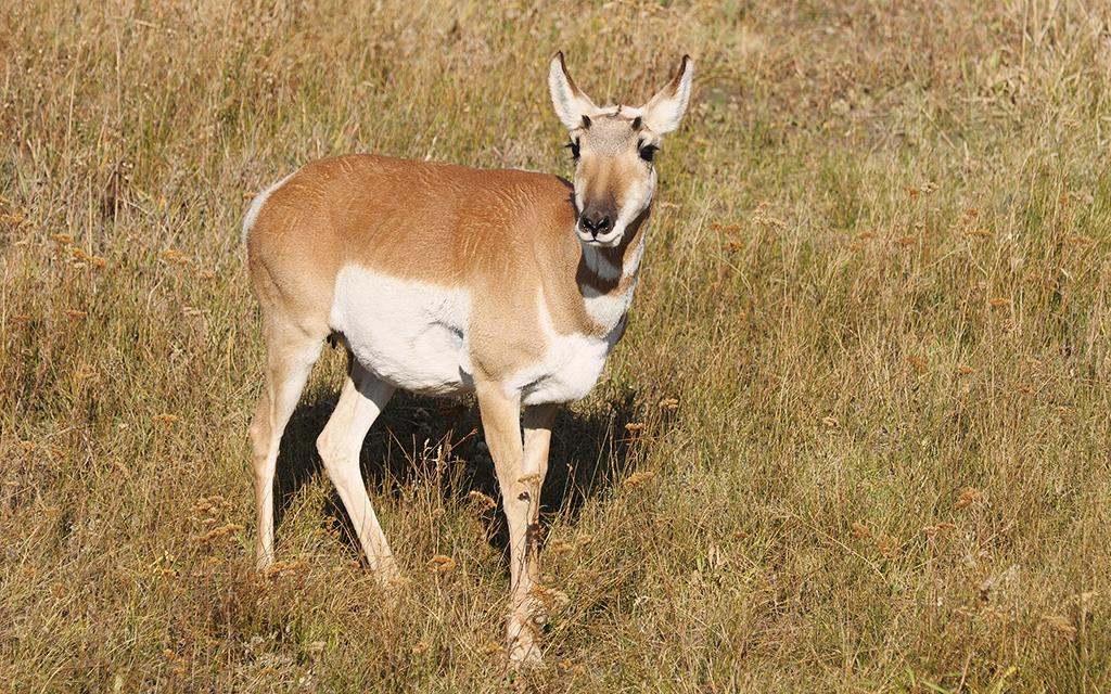 Pronghorn-04