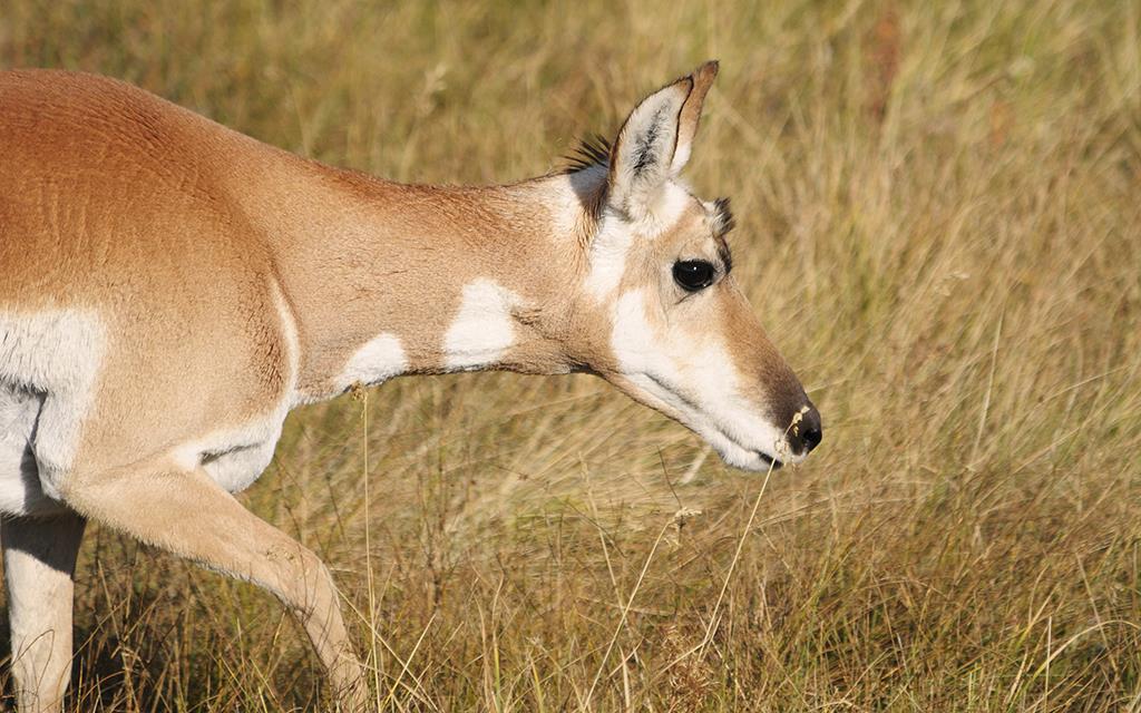 Pronghorn-05