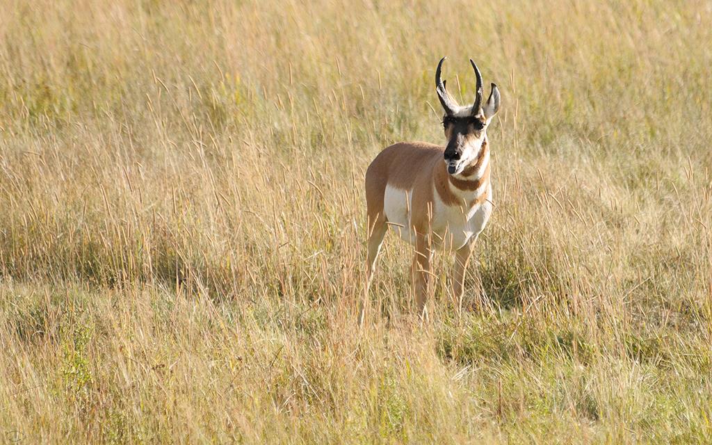 Pronghorn-07