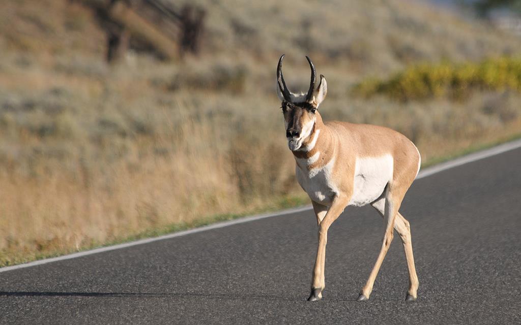 Pronghorn-08