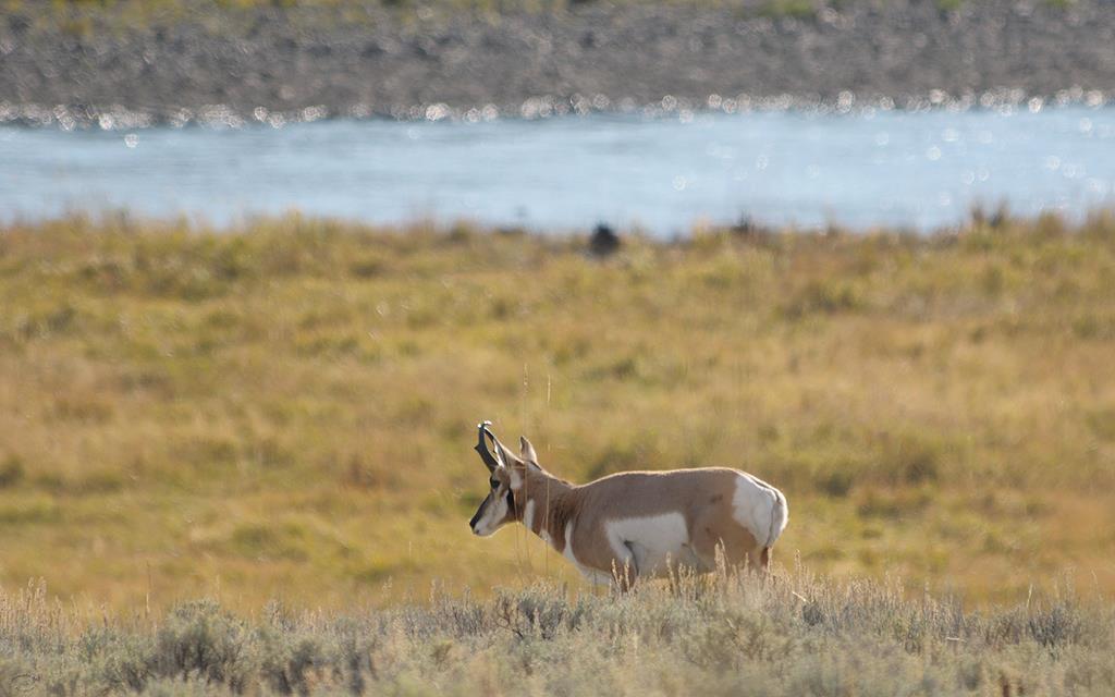 Pronghorn-09