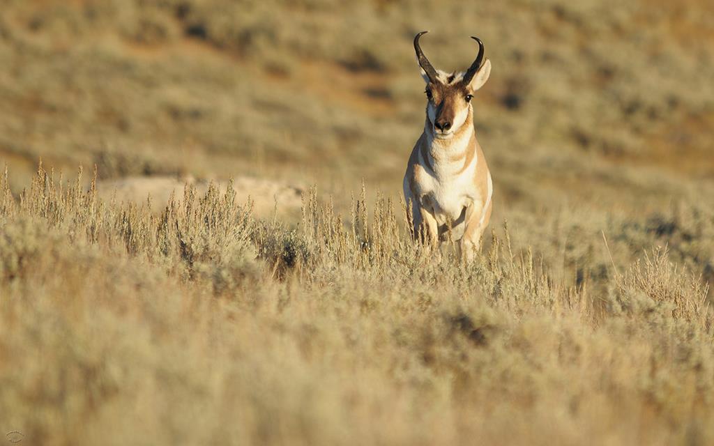 Pronghorn-10