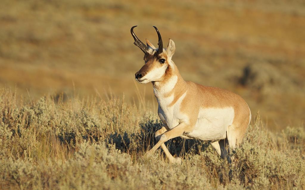 Pronghorn-11