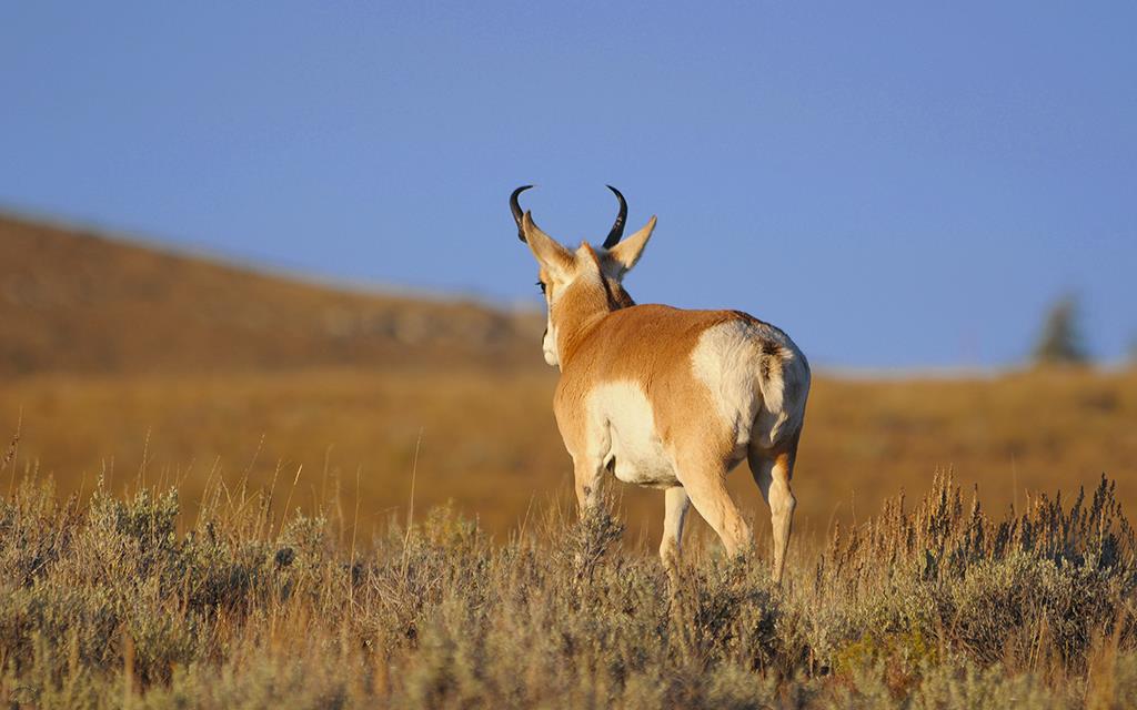 Pronghorn-12