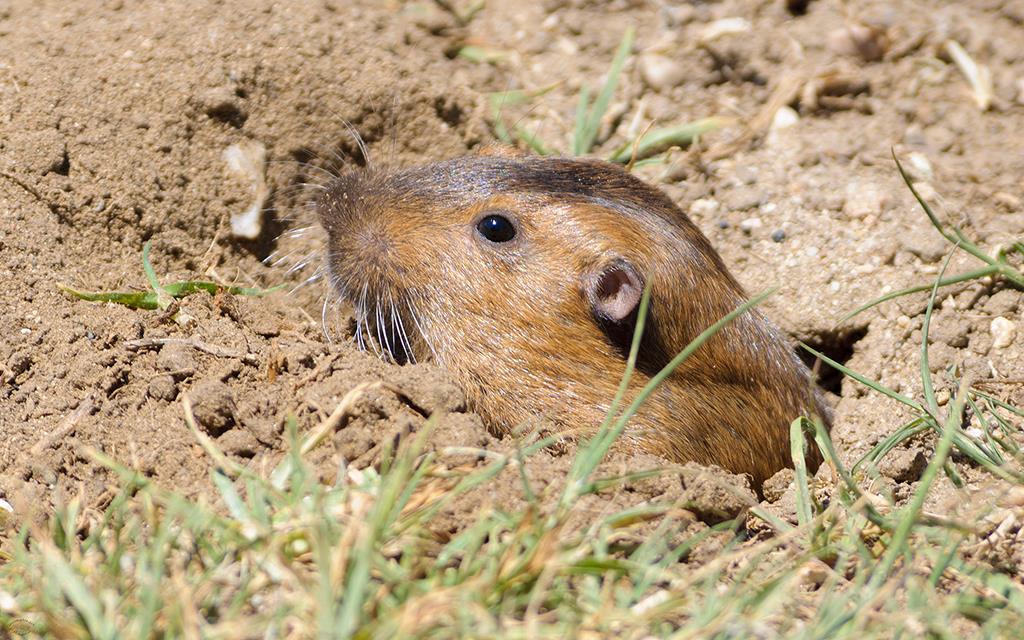 Botta's Pocket Gopher (Heroes2012)