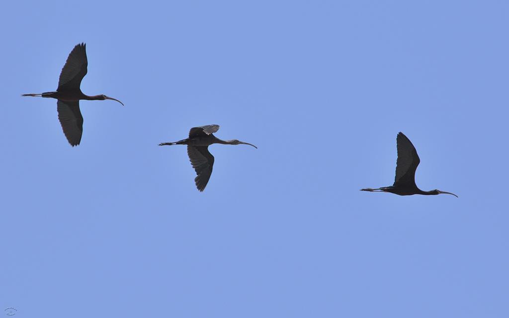 Glossy Ibis-02