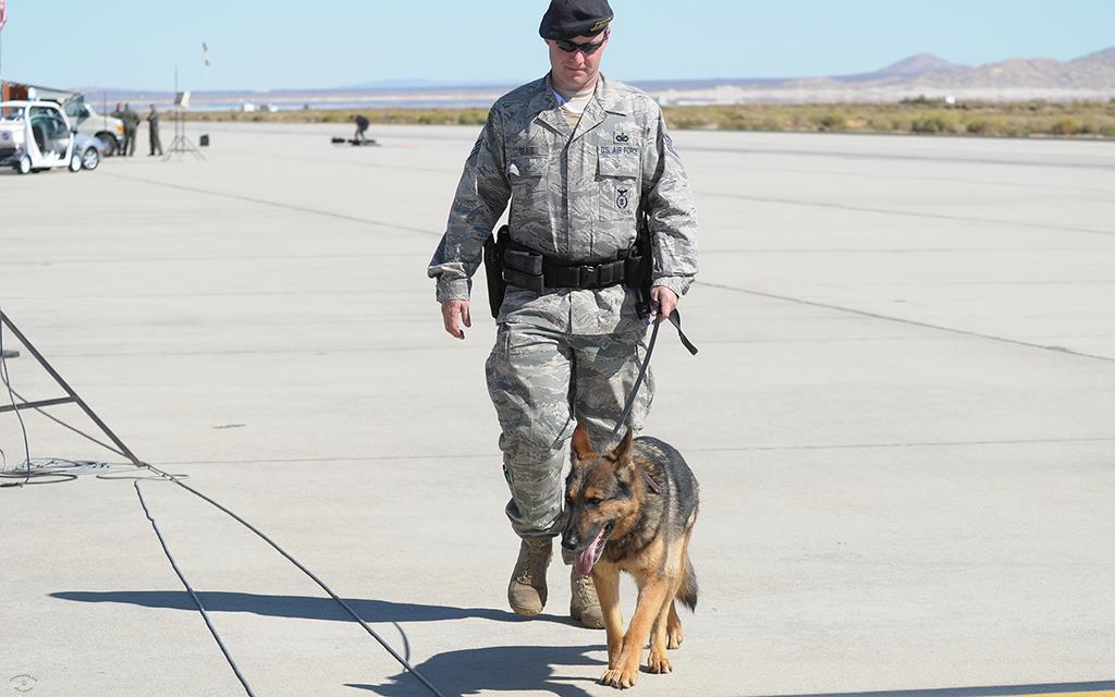 Military Working Dog-01