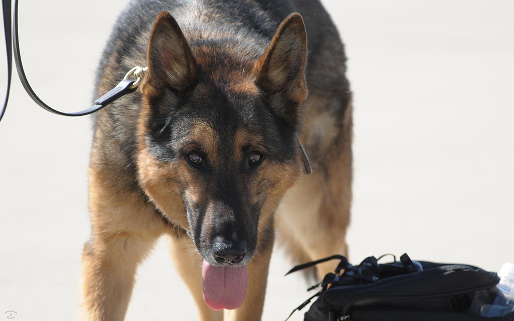 Military Working Dog-02