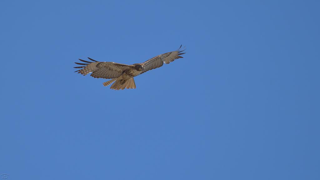 Red-tailed Hawk (Apr2018)-01