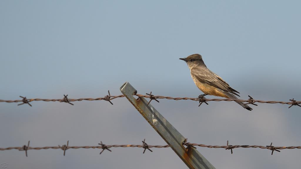 Say's Phoebe (Apr2018)-01