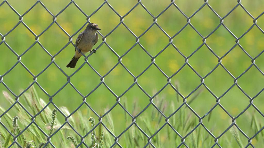 Say's Phoebe (Apr2018)-02