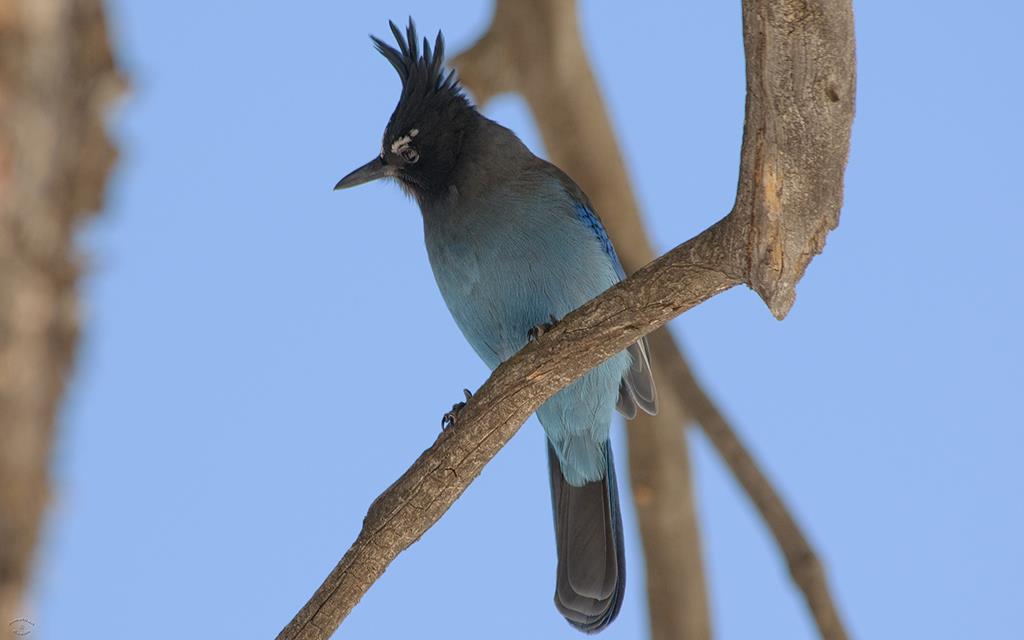 08-Steller's Jay-08