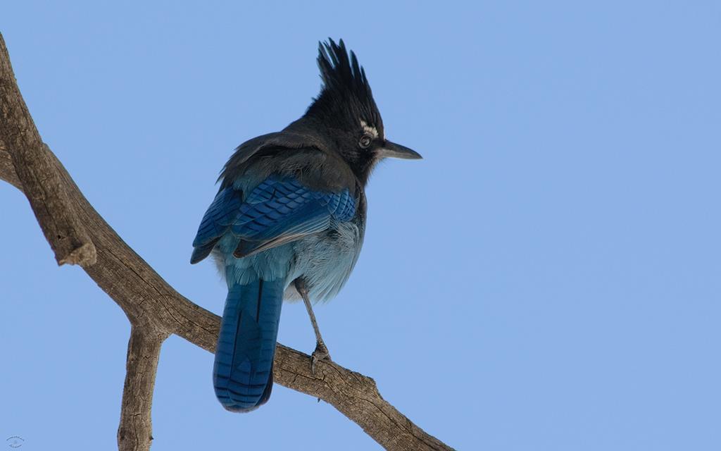 09-Steller's Jay-07