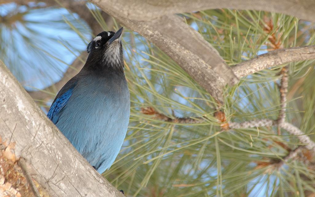 12-Steller's Jay-04 (2)