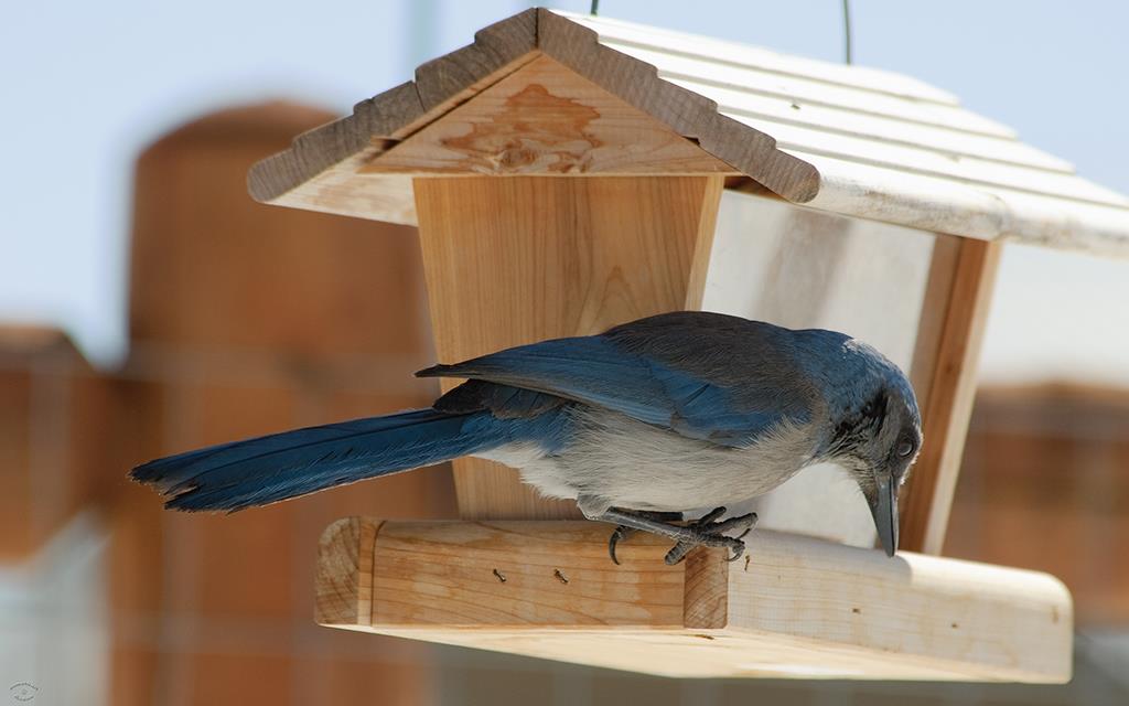 13-Western Scrub Jay-06