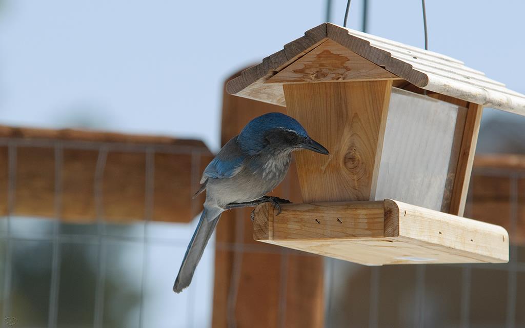 15-Western Scrub Jay-04