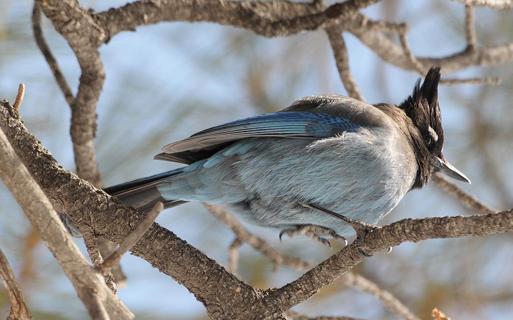 16-Steller's Jay-03 (2)