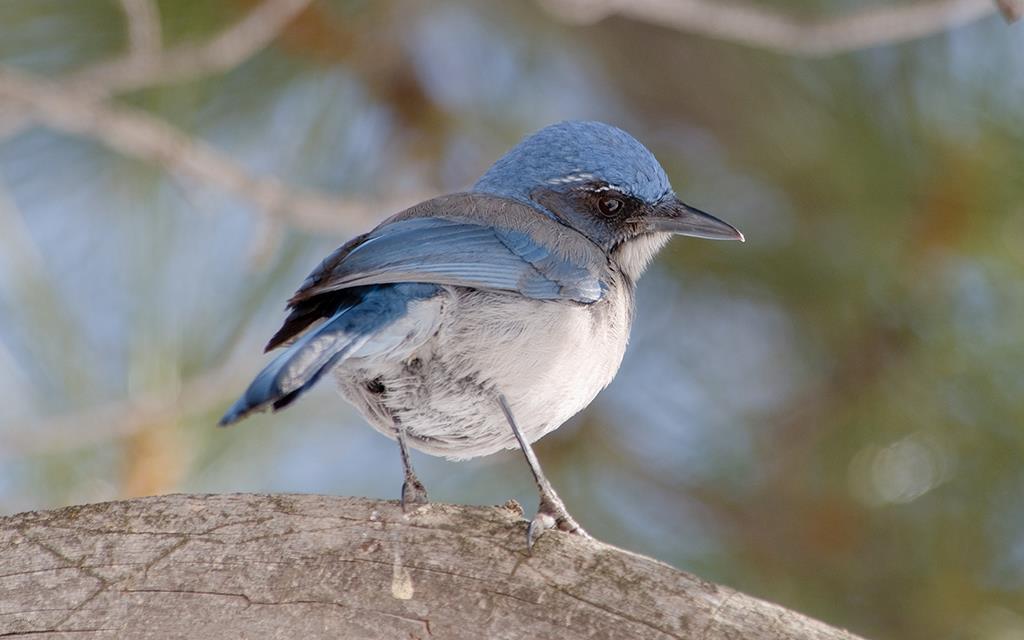 17-Western Scrub Jay-03