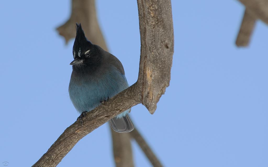 18-Steller's Jay-02