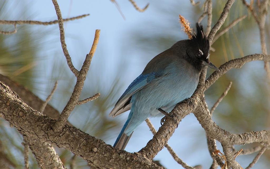 20-Steller's Jay-01