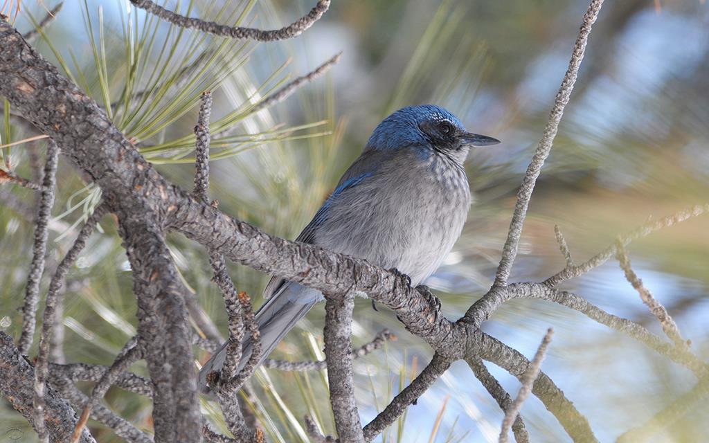 21-Western Scrub Jay-01