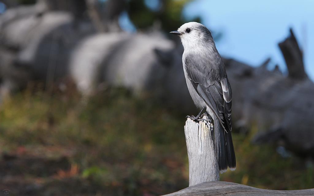 22-Gray Jay-02