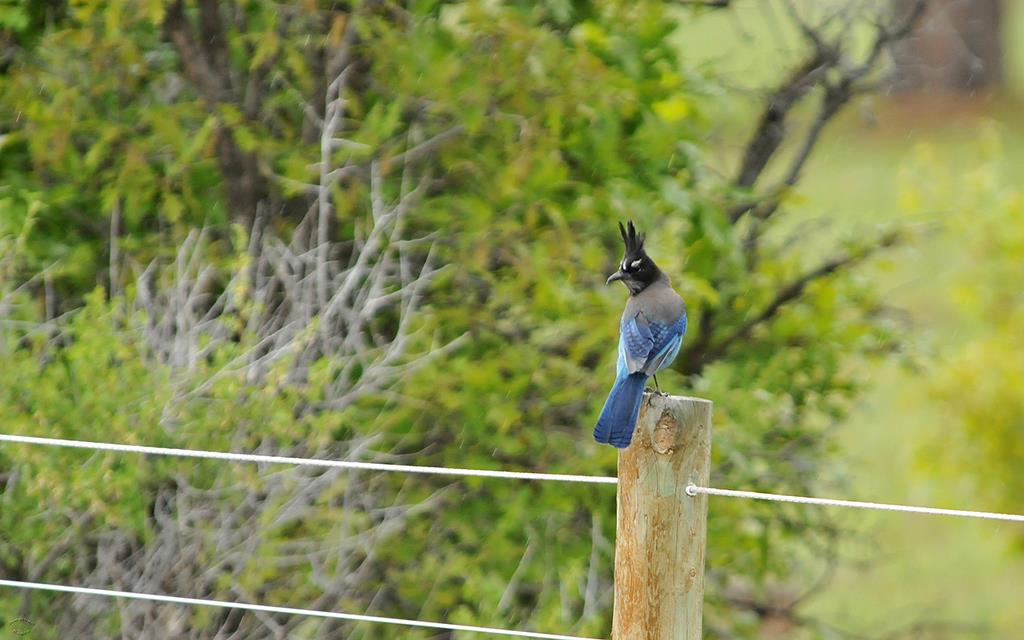 24-Stellers Jay-02