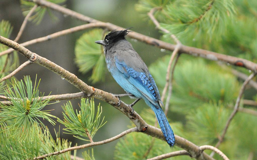 25-Stellers Jay-01