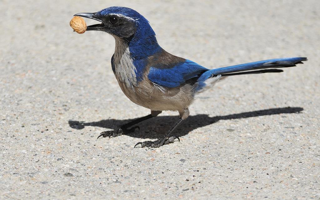 26-Scrub Jay-04