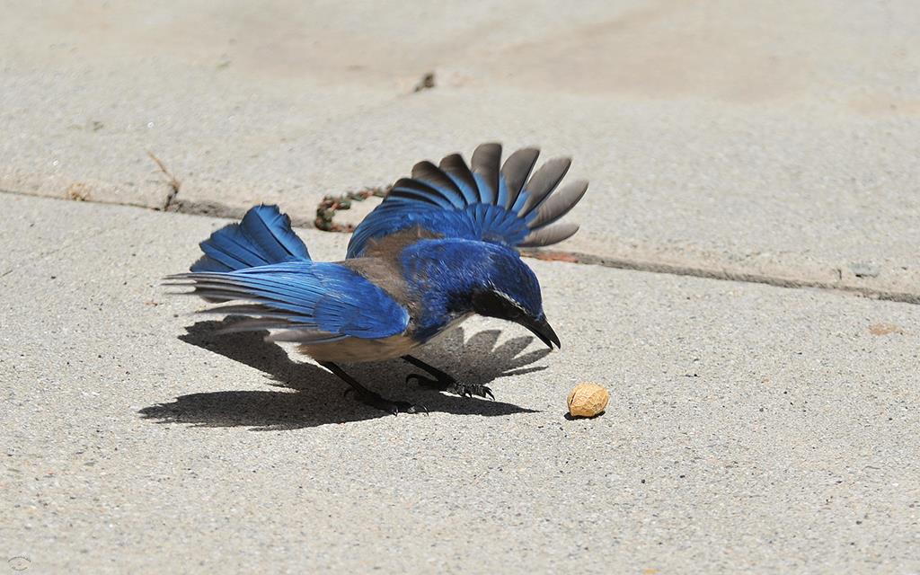 27-Scrub Jay-11