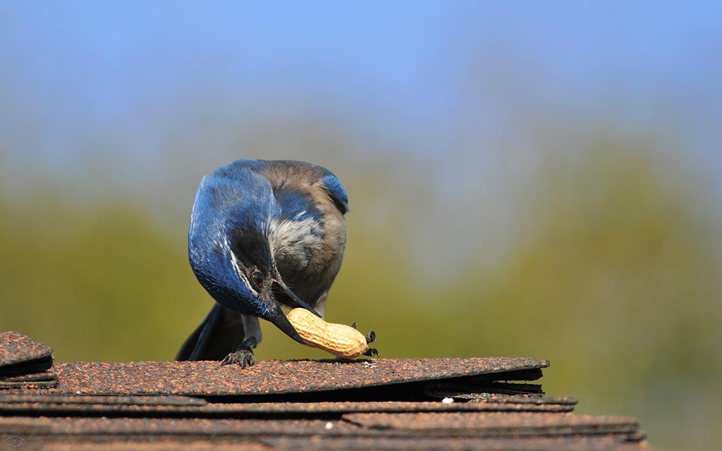 28-Scrub Jay-03