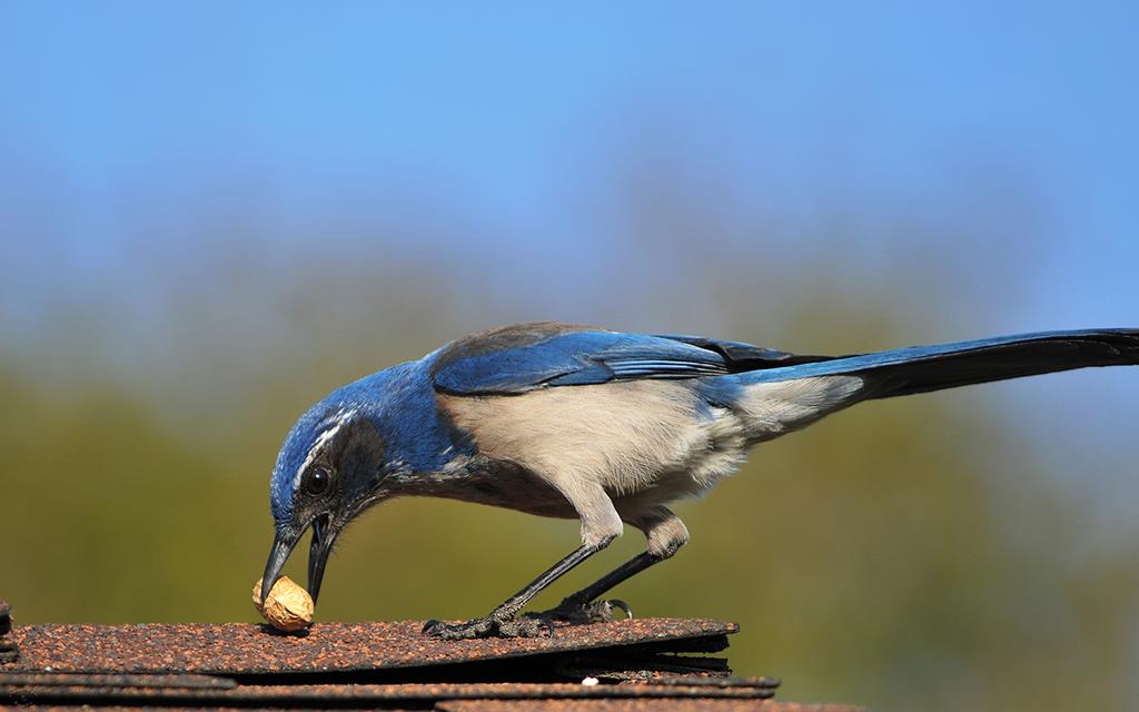 30-Scrub Jay-01