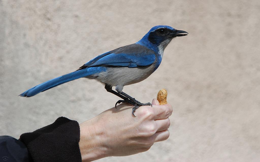 31-Scrub Jay-08