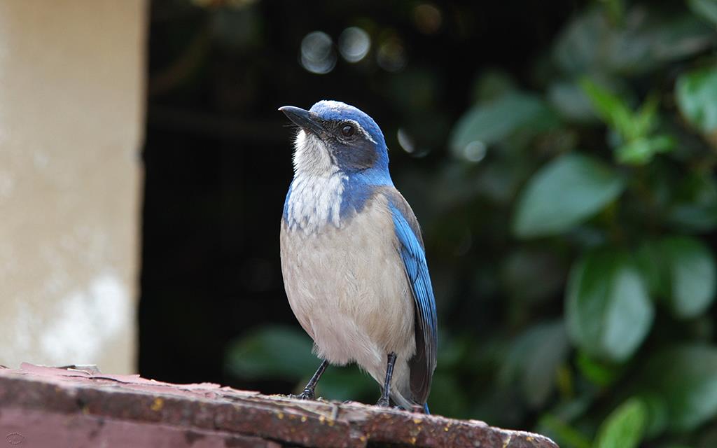 32-Scrub Jay-07