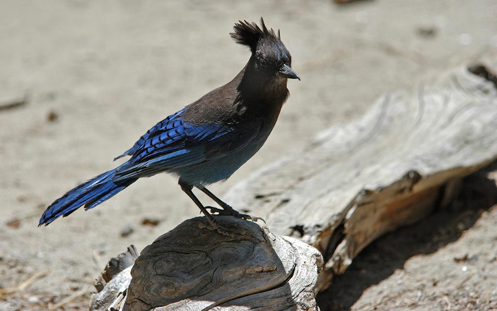 34-Steller's Jay-02 (2)