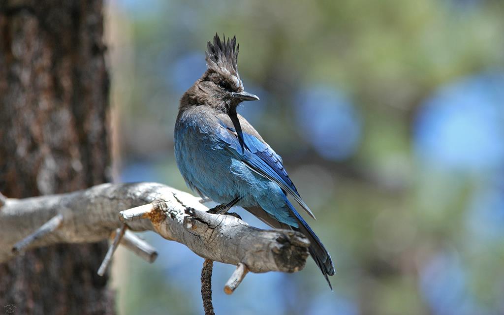 35-Steller's Jay-01 (2)