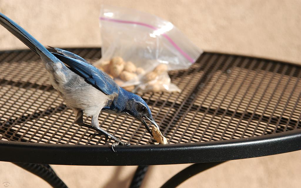 37-Scrub Jay-06